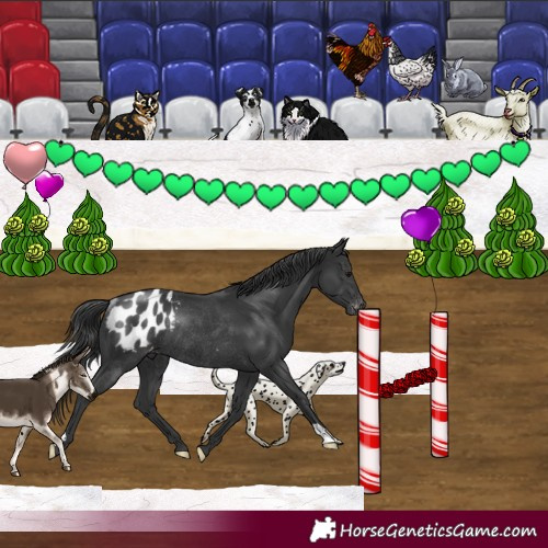 Horse Color:Black Appaloosa Rabicano 