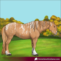 Horse Color:Powder White Chestnut 