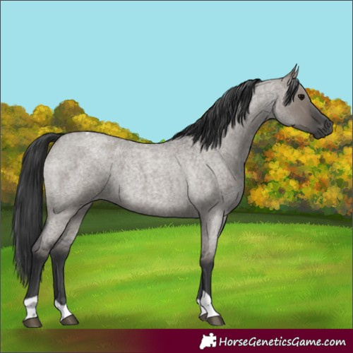 Horse Color:Grullo Roan Tobiano