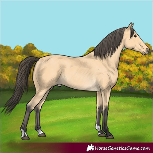 Horse Color:Buckskin 
