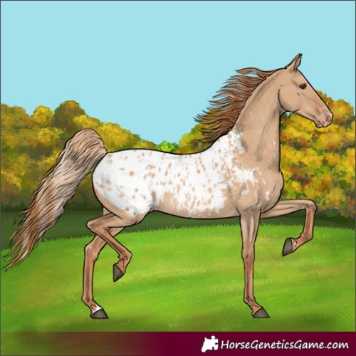 Horse Color:Red Dun Appaloosa and Red Dun Appaloosa