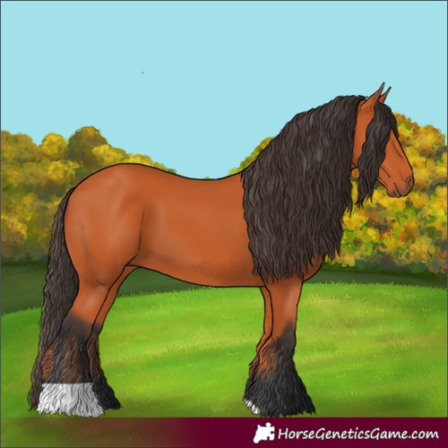 Horse Color:Bay 