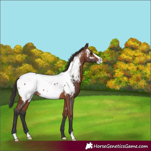 Horse Color:Bay Frame Appaloosa Rabicano