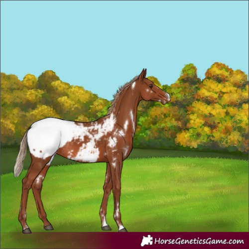 Horse Color:White Spotted Chestnut Appaloosa Rabicano 