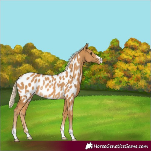 Horse Color:Palomino Appaloosa Rabicano