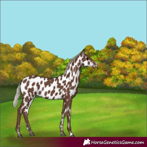 Horse Color:Silver Black Appaloosa Rabicano
