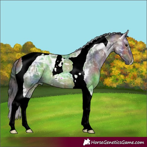 Horse Color:Nacre Brown Roan Tobiano 