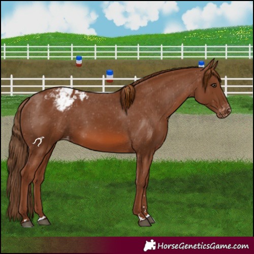 Horse Color:Chestnut Appaloosa 