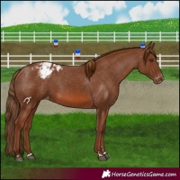Horse Color:Chestnut Appaloosa 