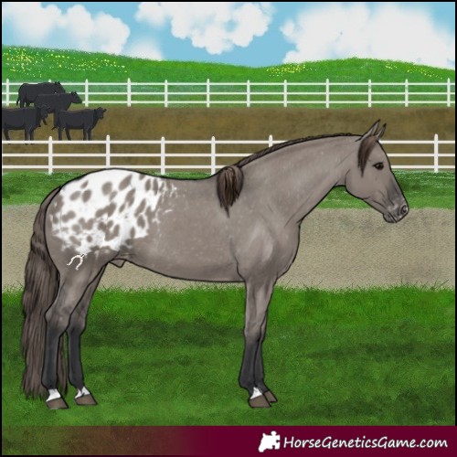 Horse Color:Grullo Appaloosa