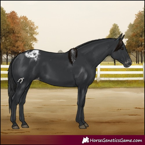 Horse Color:Black Appaloosa 