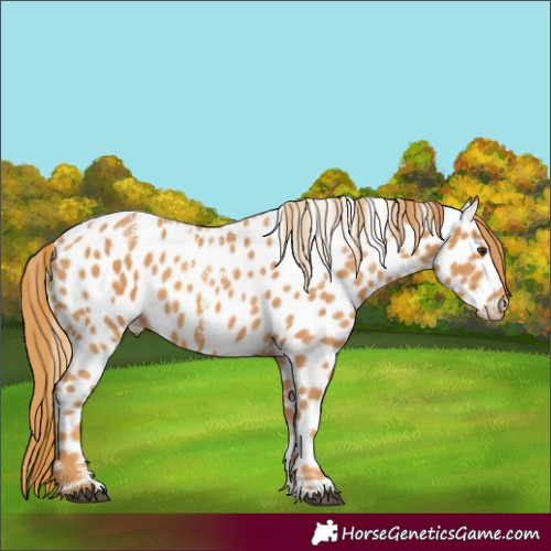 Horse Color:Powder White Chestnut Leopard