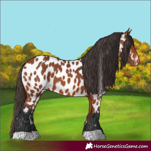Horse Color:Bay Appaloosa