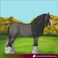 Horse Color:Grullo Splash 