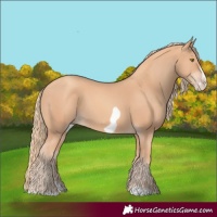 Horse Color:Gold Champagne Splash Frame