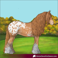 Horse Color:Chestnut Tobiano Blanket