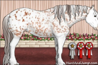 Horse Color:Bay Splash Appaloosa 