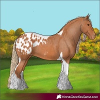 Horse Color:Chestnut Tobiano Appaloosa 