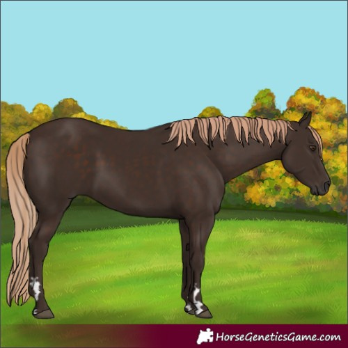 Horse Color:Liver Chestnut 