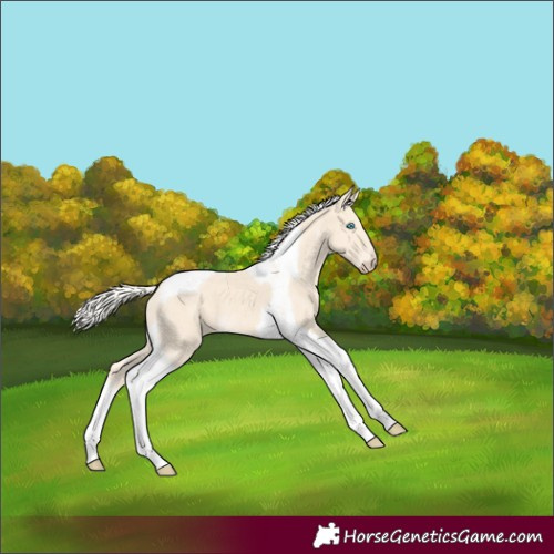 Horse Color:Cremello Tobiano 