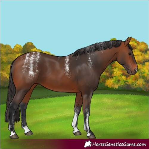 Horse Color:Powder White Bay 