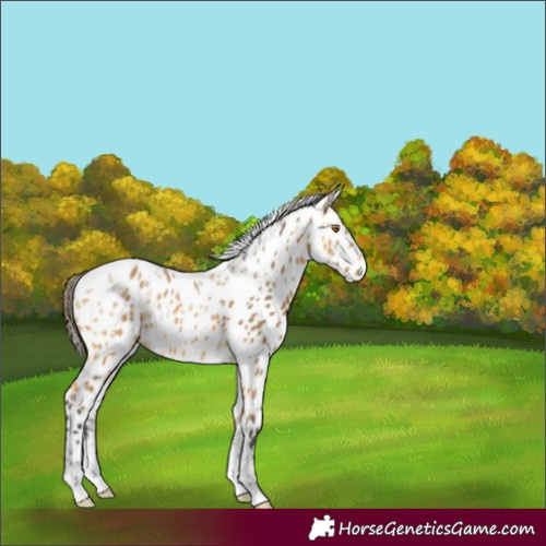 Horse Color:Powder White Buckskin Appaloosa