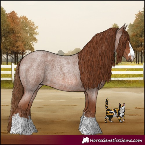 Horse Color:Red Roan 
