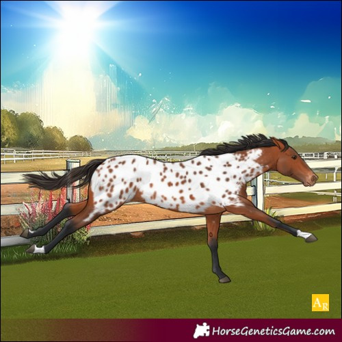 Horse Color:Bay Appaloosa