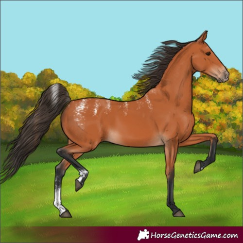 Horse Color:Powder White Bay