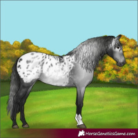 Horse Color:Gray Black Blanket