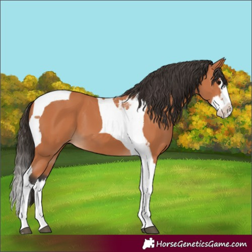 Horse Color:Bay Splash Tobiano 