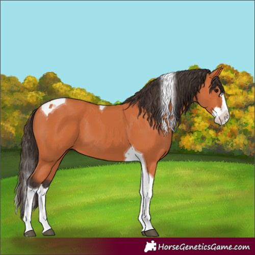 Horse Color:Bay Splash Tobiano