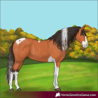 Horse Color:Bay Splash Tobiano 