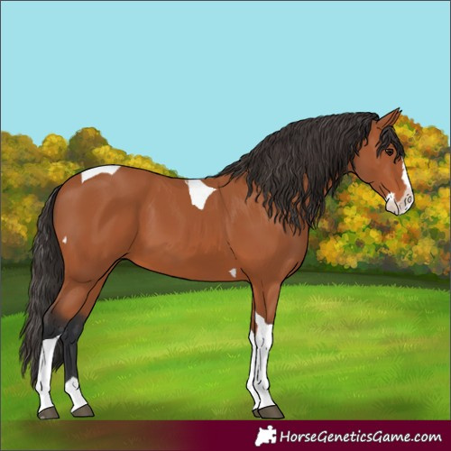 Horse Color:Bay Splash Tobiano 