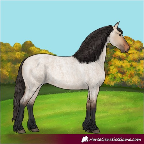 Horse Color:Bay Roan Dun
