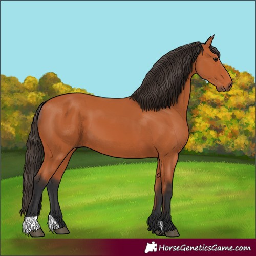 Horse Color:Bay 