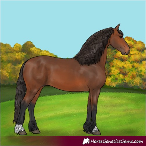 Horse Color:Bay 