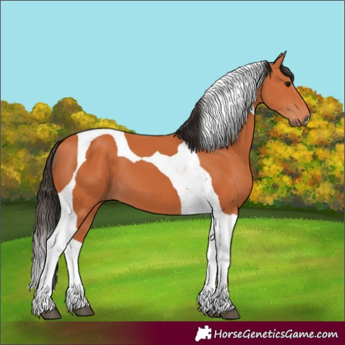 Horse Color:Bay Tobiano