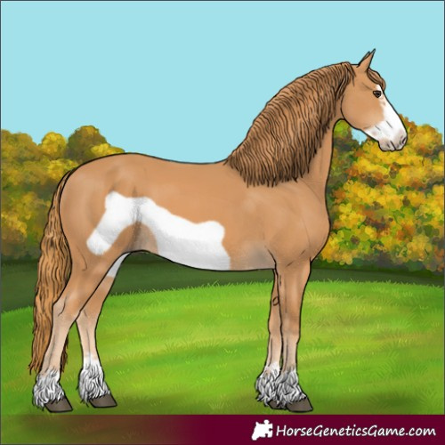 Horse Color:Chestnut Frame