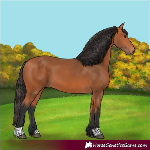 Horse Color:Bay 