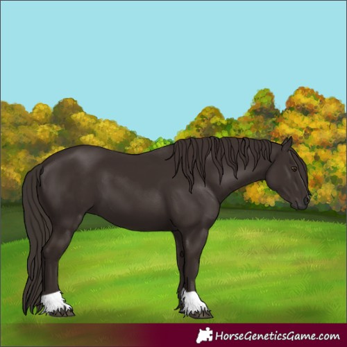 Horse Color:Liver Chestnut 