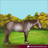 Horse Color:Gray Chestnut 