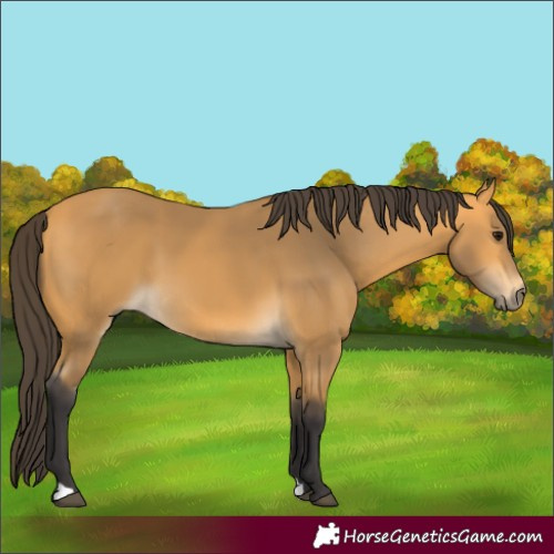 Horse Color:Buckskin