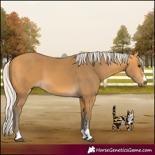 Horse Color:Silver Buckskin 