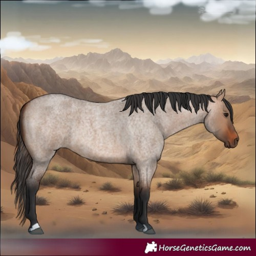 Horse Color:Bay Roan Dun