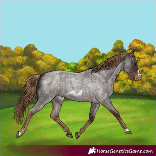 Horse Color:Liver Red Roan  and Liver Red Roan Frame 