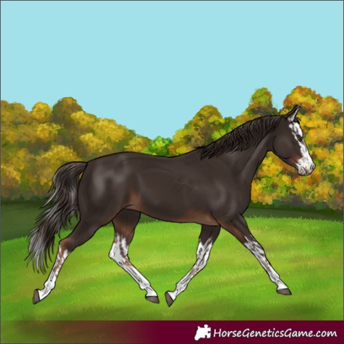 Horse Color:Liver Chestnut  and Liver Chestnut Splash 