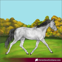 Horse Color:White Spotted Blue Roan 