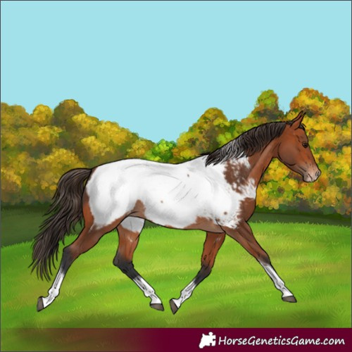 Horse Color:Bay Tobiano Frame Appaloosa 