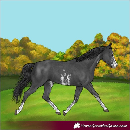 Horse Color:Black Sabino